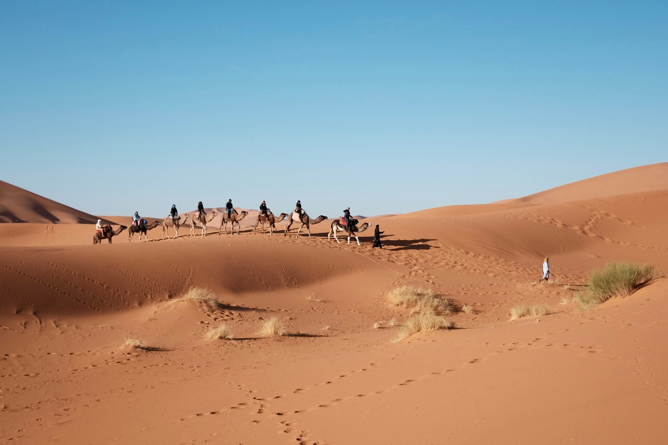 eight person riding on camel in the desert